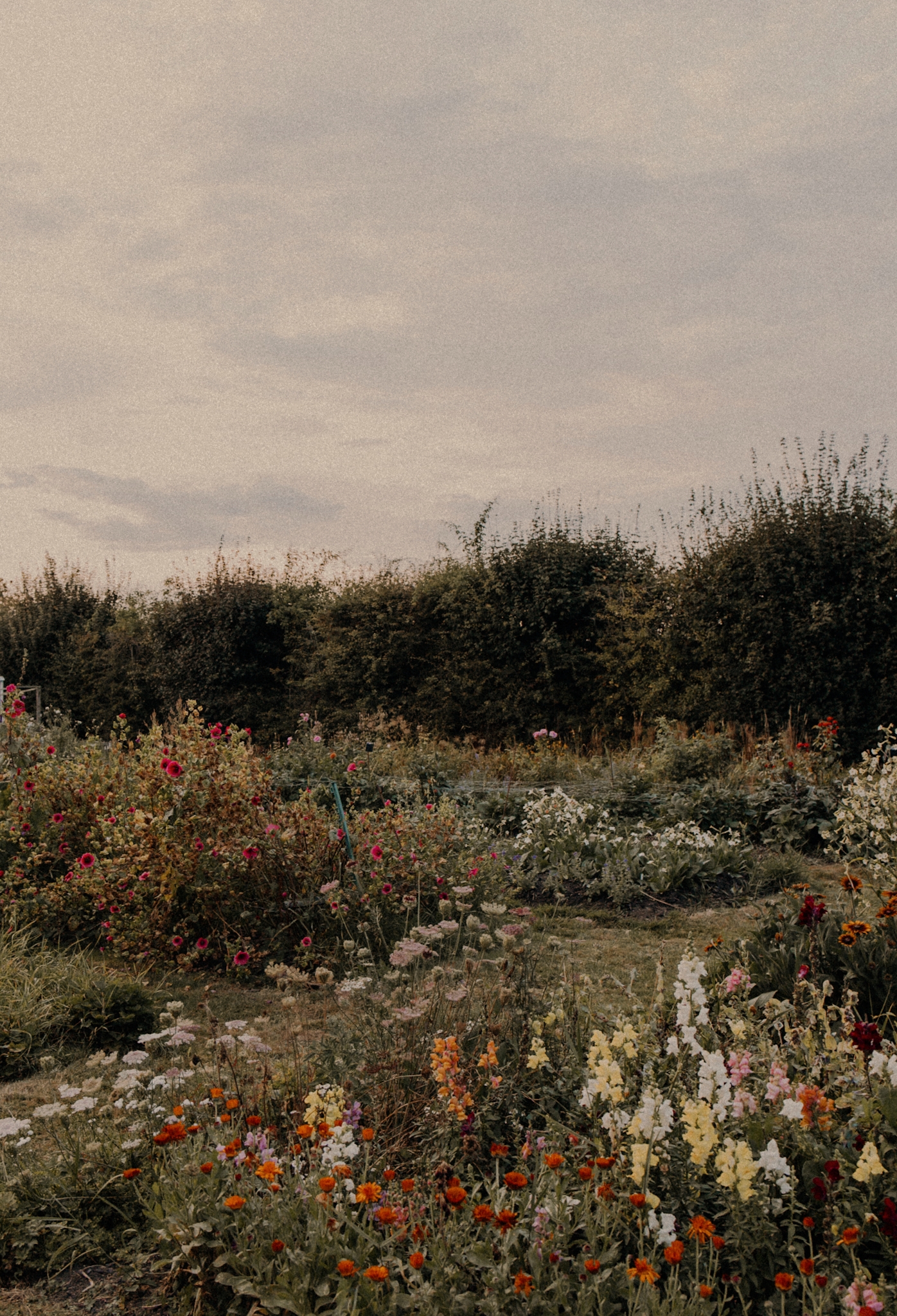 The Sussex Peasant • Pitfield Barn Letnie kwiaty