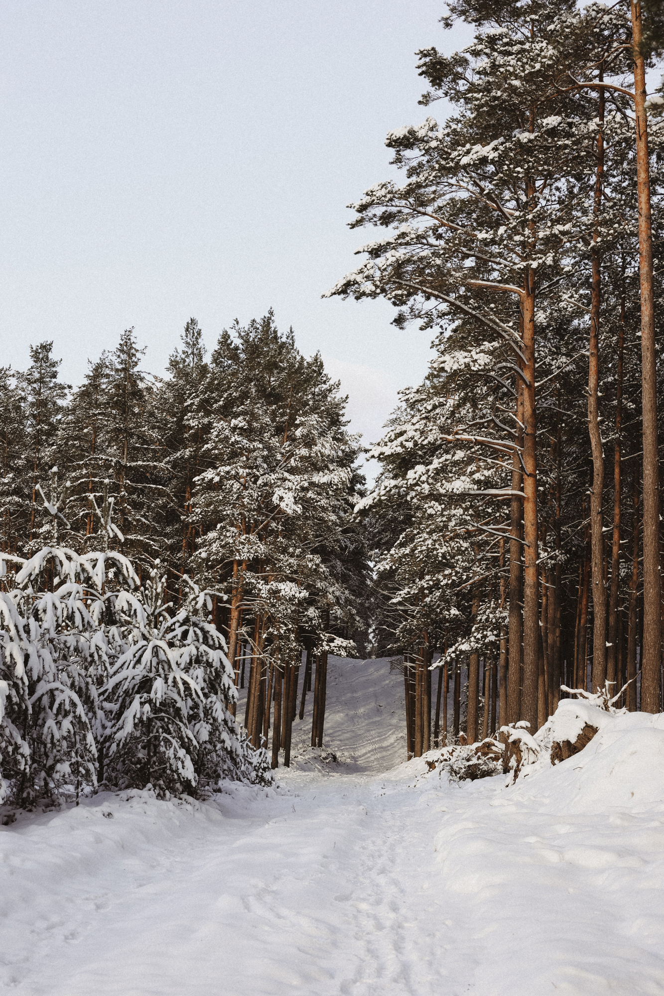 Zima w lesie, Lasy Piaśnickie, winterland