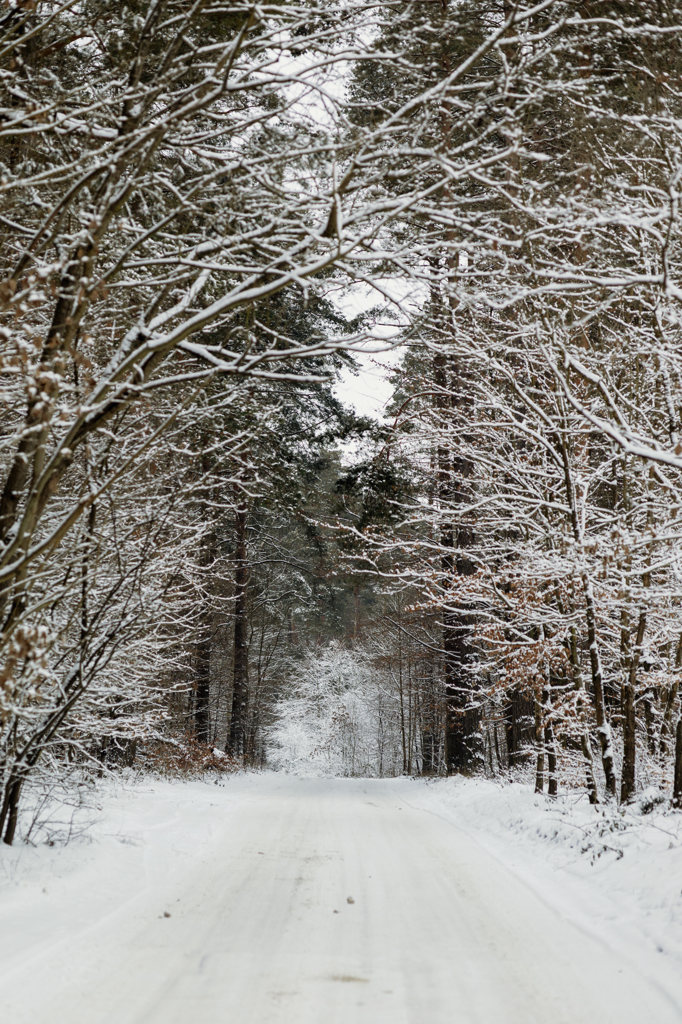 Zima leśna ścieżka śnieg na drzewach